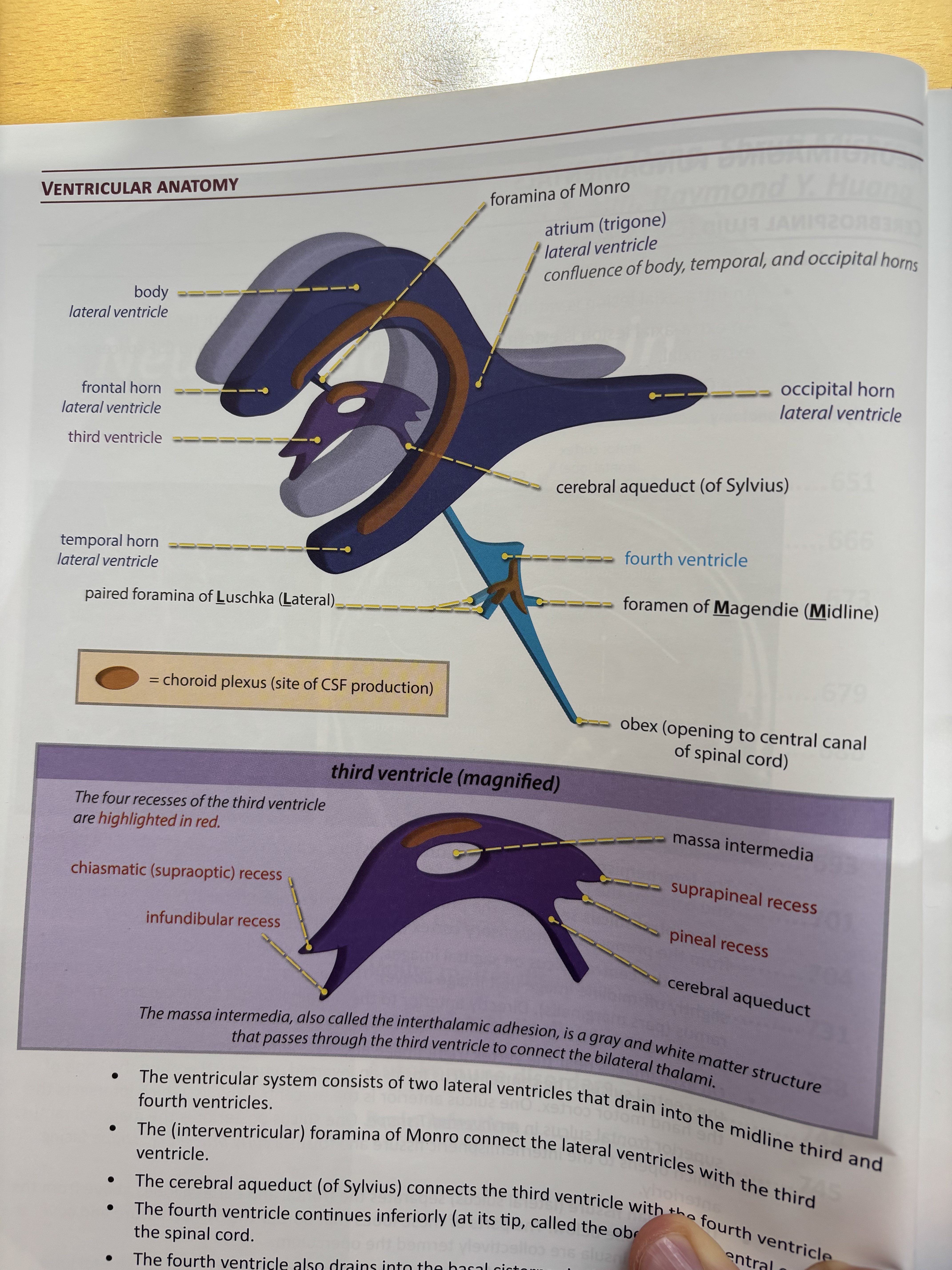 Description: Ventricular anatomy 